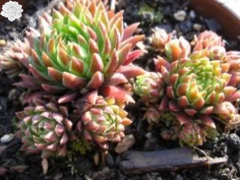 globiferum ssp. hirtum from Col d'Aubisque
