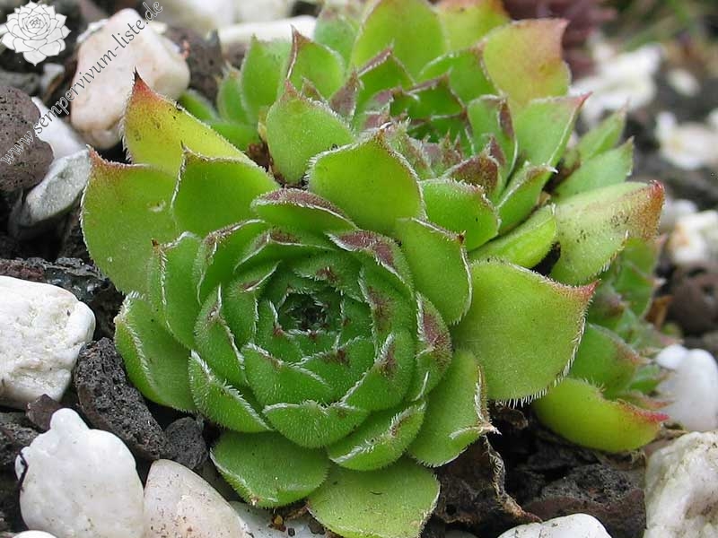 heuffelii from Kratovo