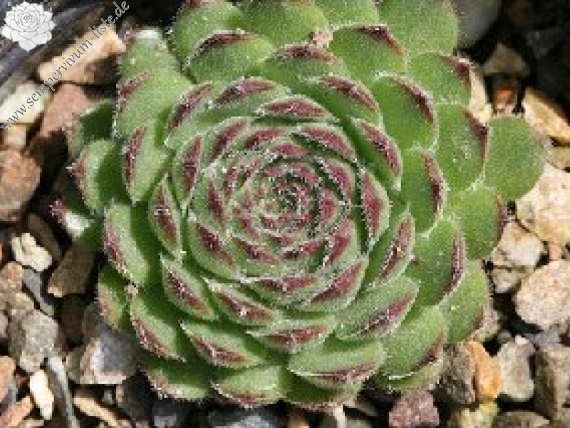 pumilum (dominii) from Teberda-Dombai között