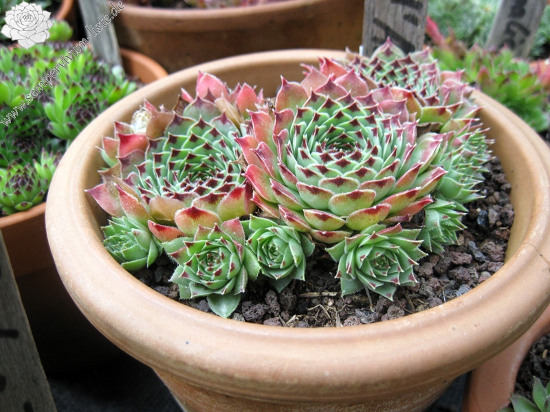 calcareum from Route d'Annot