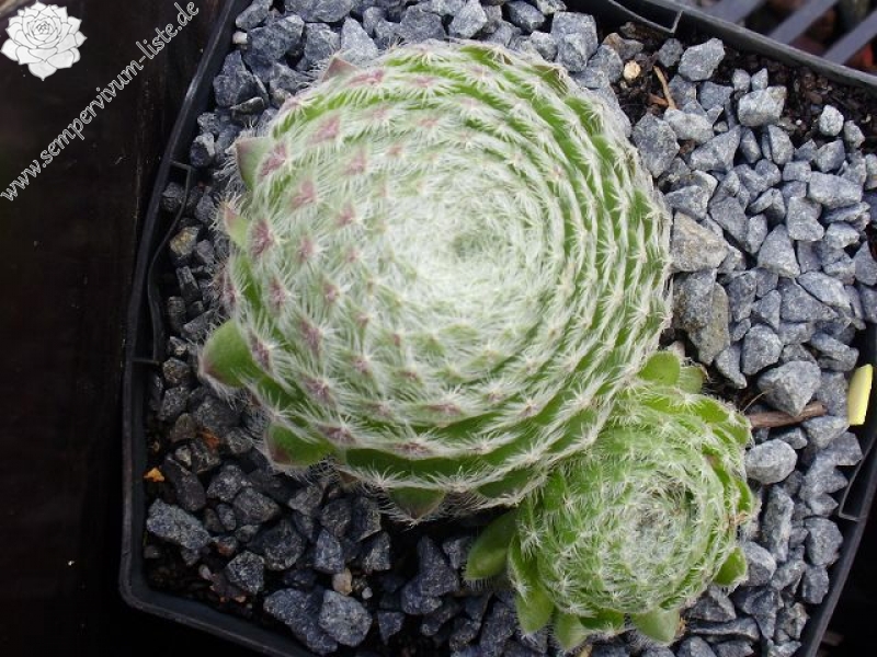 ciliosum ssp. octopodes from Mali Hat
