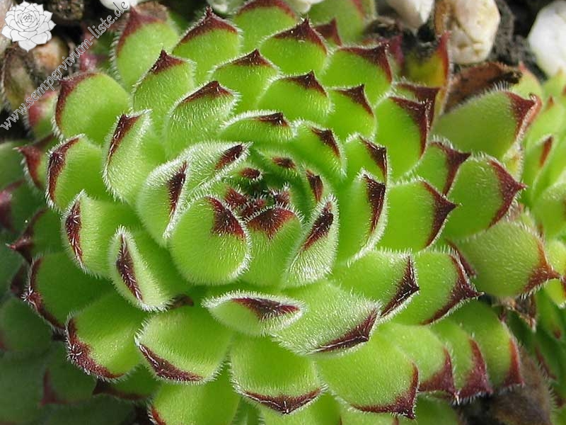 leucanthum from Koprivnik