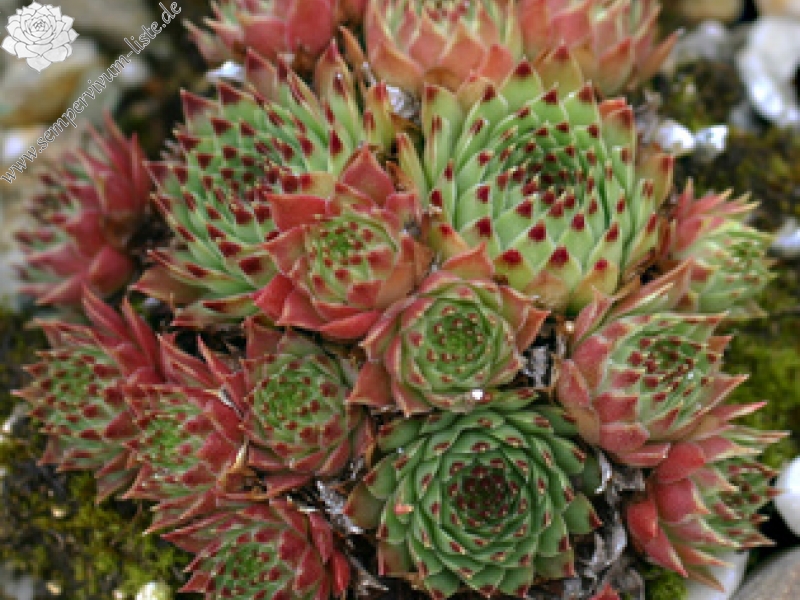 calcareum from Céüse (Typ nanus) 6