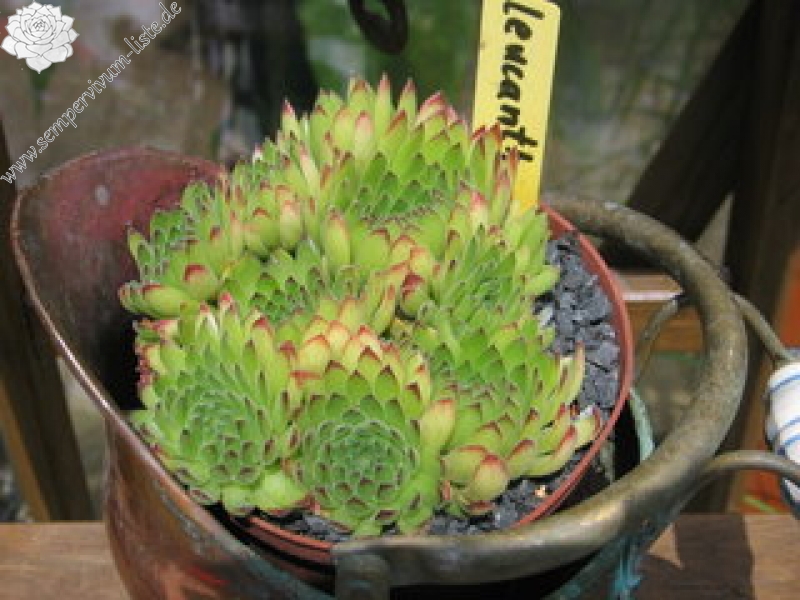 leucanthum from Pastra