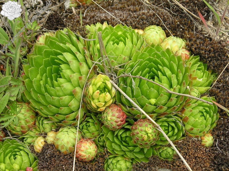 globiferum ssp. globiferum from Andělská hora
