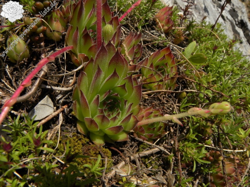marmoreum from Ćafa Romanit (unten)