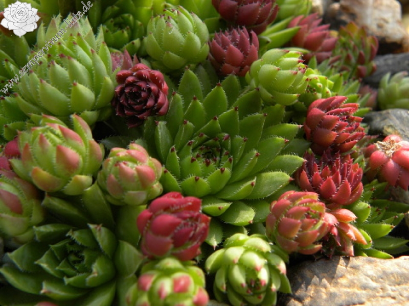 globiferum ssp. hirtum (preissianum) from Veľká skala