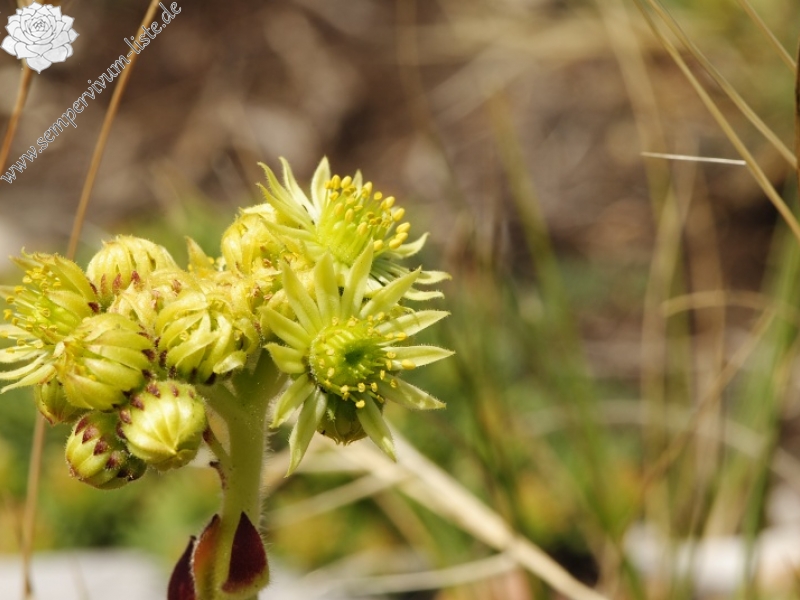 ciliosum ssp. ciliosum (galicicum) from Tepeno, Tafel