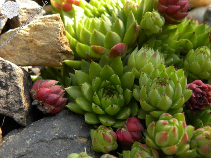 globiferum ssp. hirtum (preissianum) from Veľká skala