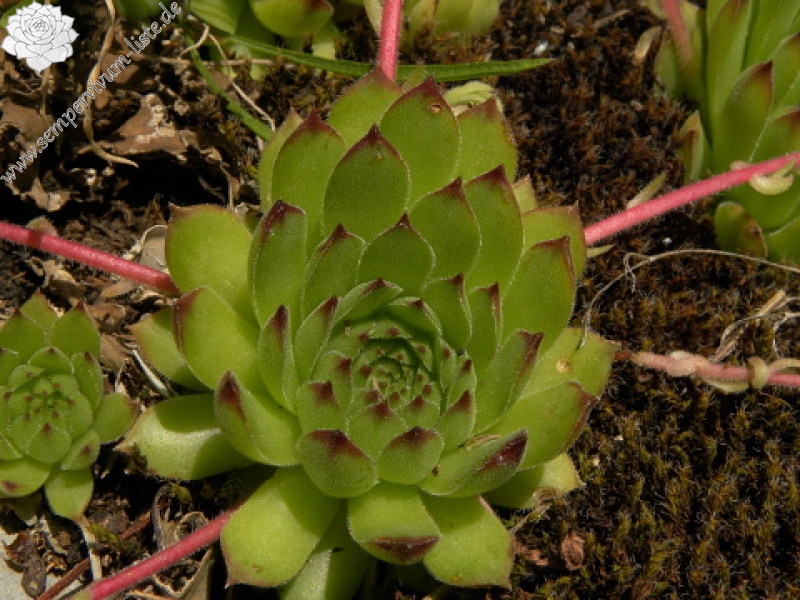 marmoreum from Brian i Bunsit