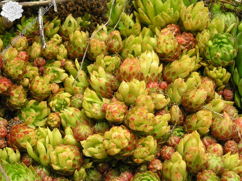 globiferum ssp. globiferum from Andělská hora