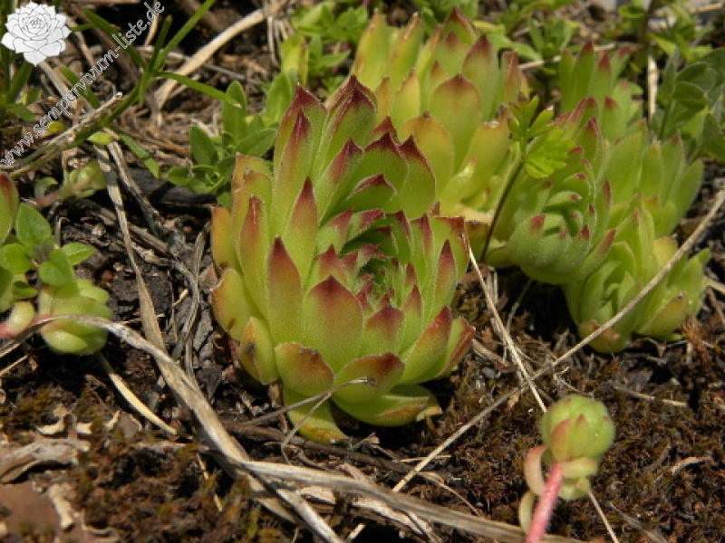 marmoreum from Brian i Bunsit