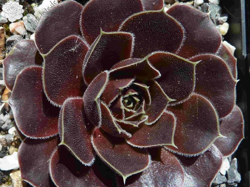 Kerintji / Jovi