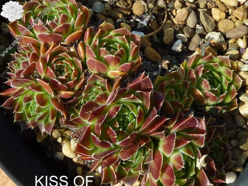 Kiss of Jove / Jovi