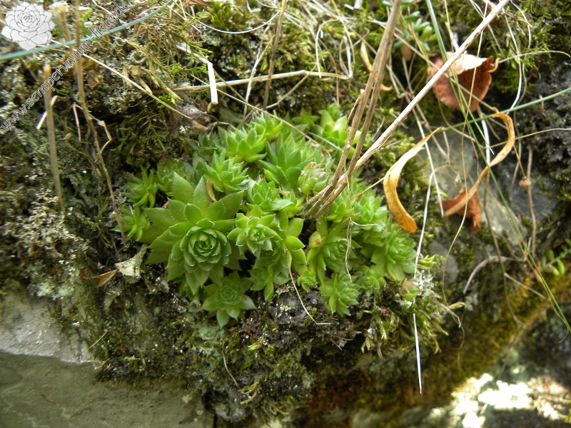 globiferum ssp. globiferum from Balcarka