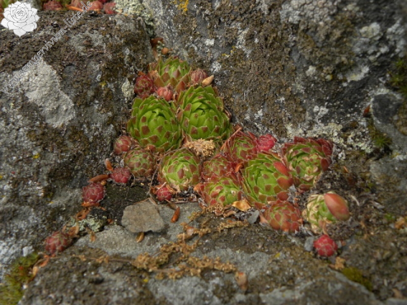 globiferum ssp. globiferum from Kozinec
