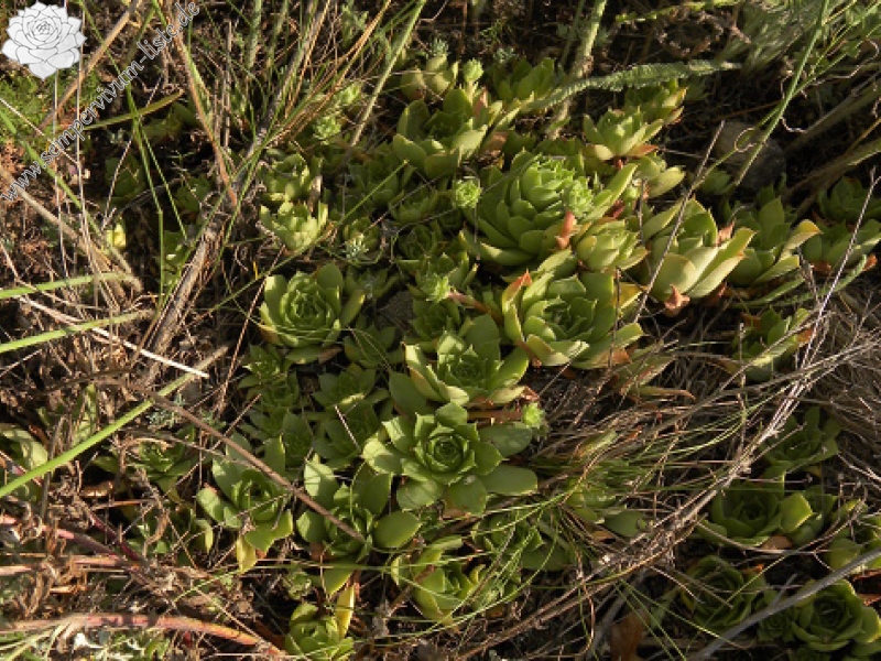 sp. from Cozla (südl.)