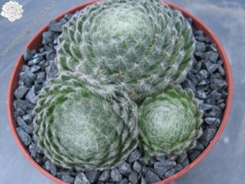 ciliosum ssp. ciliosum (borisii)