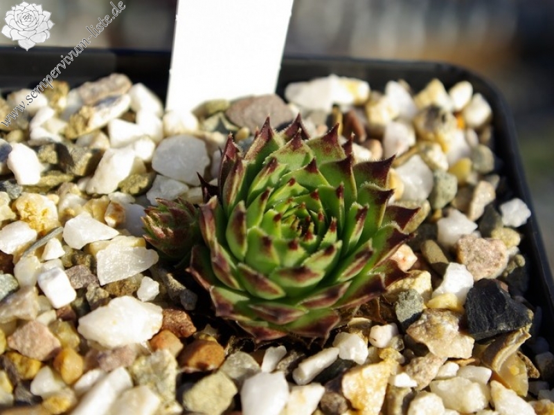 calcareum from Queyras