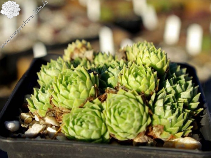 cantabricum ssp. cantabricum from Picos de Europa