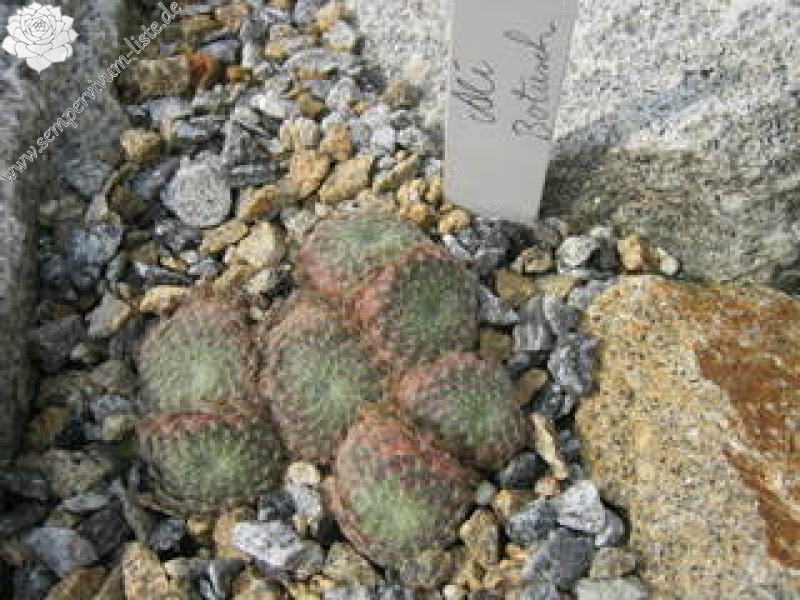 ciliosum from Ali Botusch