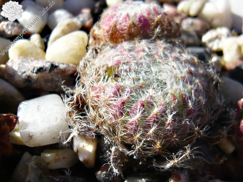 ciliosum from Strumska Dolina