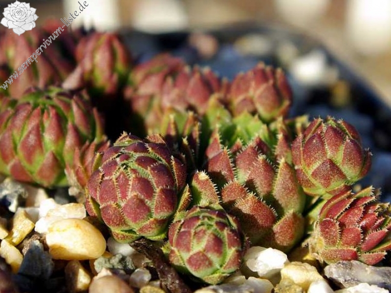 globiferum ssp. globiferum