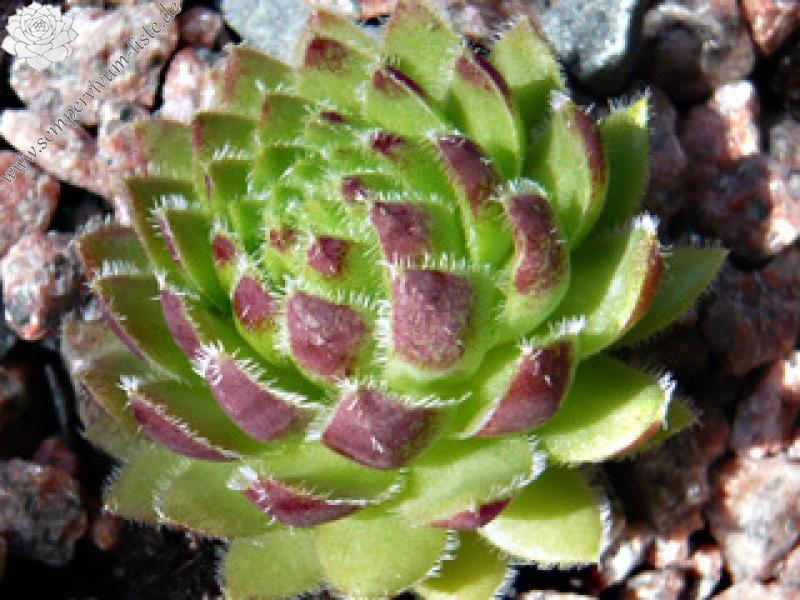 globiferum ssp. hirtum from Völlerin