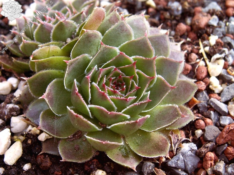 heuffelii from Rujen