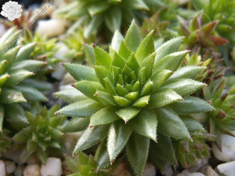globiferum ssp. hirtum from Dunajec