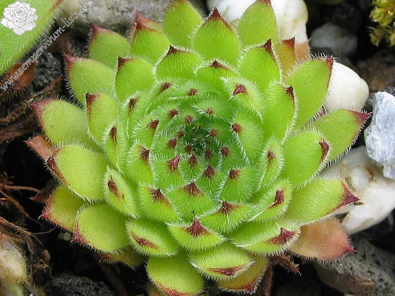 leucanthum from Koprivnik