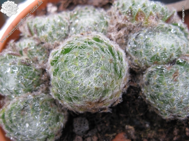 ciliosum ssp. ciliosum (borisii)