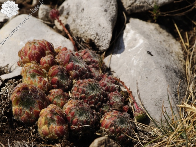 ciliosum ssp. ciliosum (galicicum) from Tepeno, Tafel