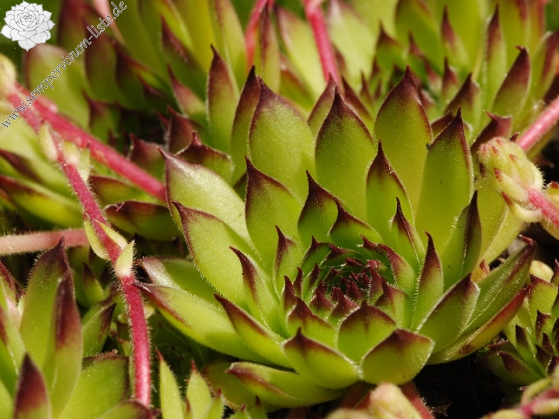 marmoreum from Ćafa Romanit (unten)