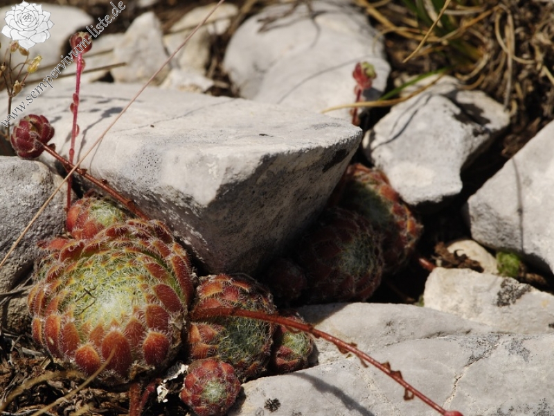 ciliosum ssp. ciliosum (galicicum) from Tepeno, Tafel