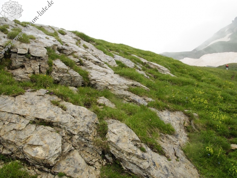 sp. from Nistrovski Korab