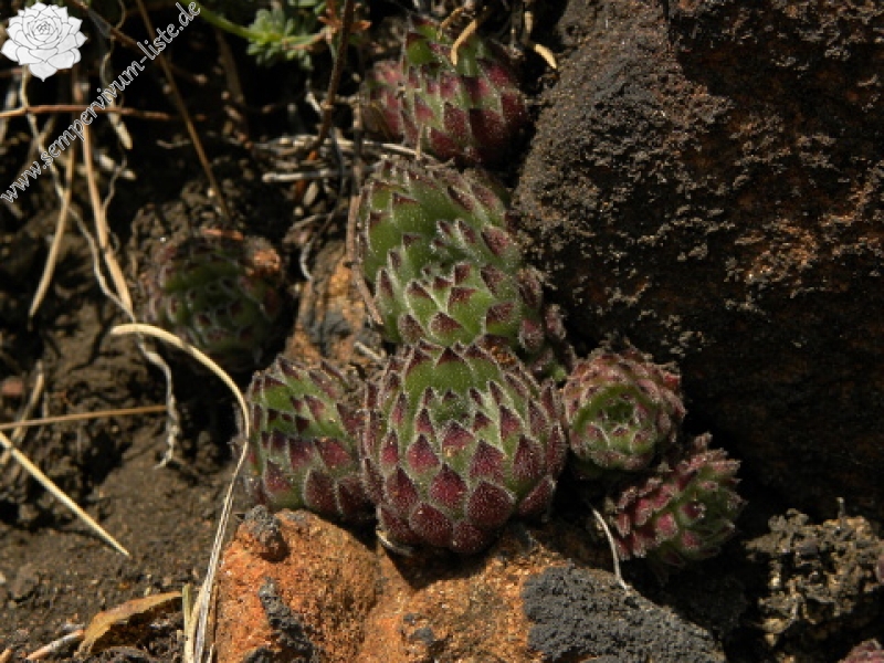 pittonii from Gulsen