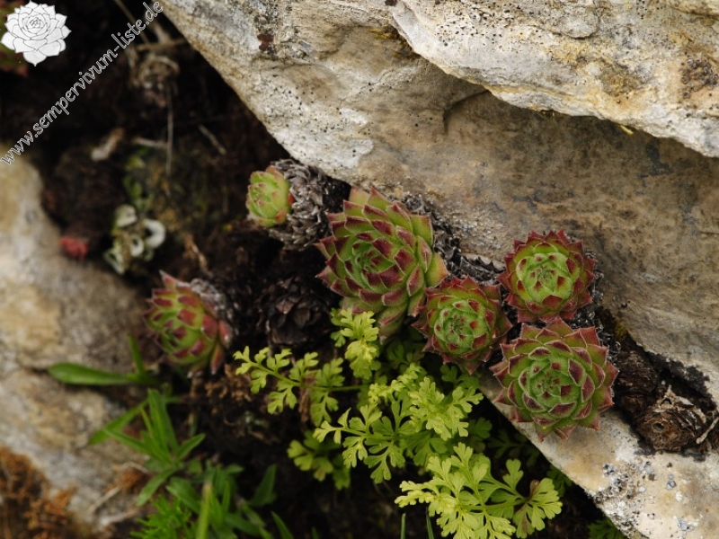 sp. from Nistrovski Korab