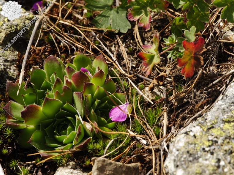 heuffelii from Stiv, nördl. Abhang