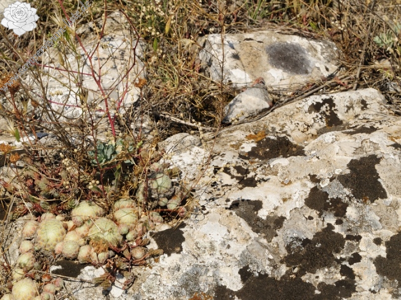 klepa from Gorno Čičevo (oberhalb)
