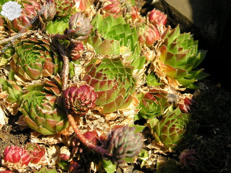 globiferum ssp. globiferum from Plasy, Eisenbahn