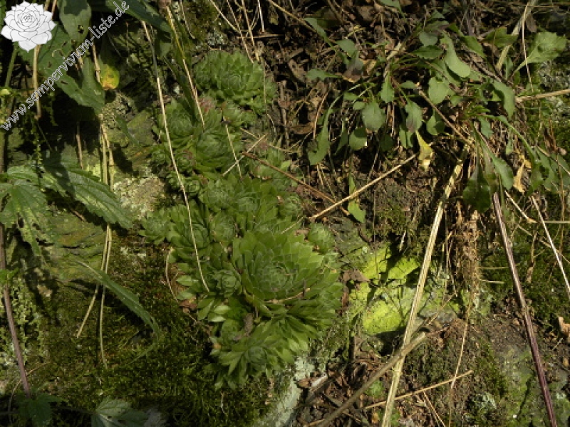 globiferum ssp. globiferum from Střela, Kralovický potok