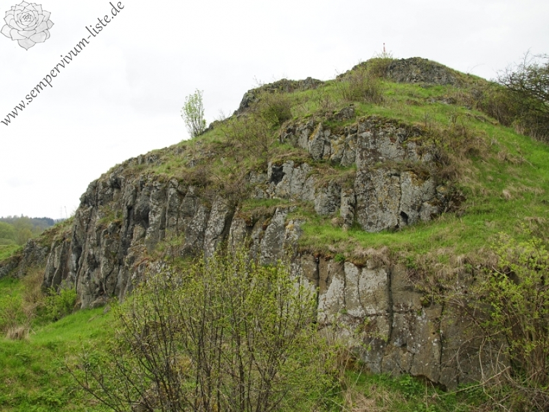 globiferum ssp. globiferum from Těšetice, südlich