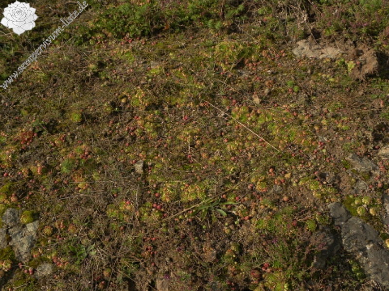 globiferum ssp. globiferum from Branišovský vrch