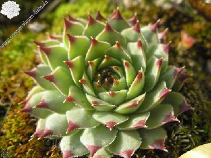 calcareum from Queyras