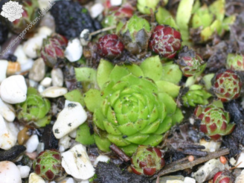 globiferum ssp. globiferum from Sümeg