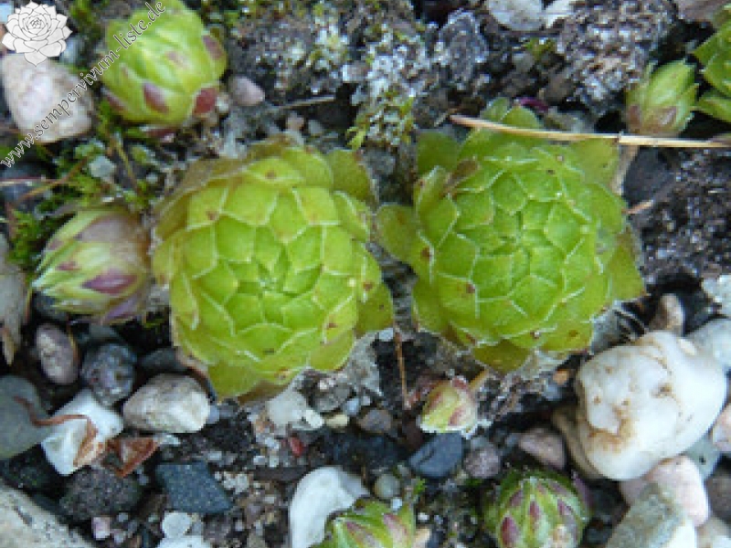 globiferum ssp. hirtum from Annenheim