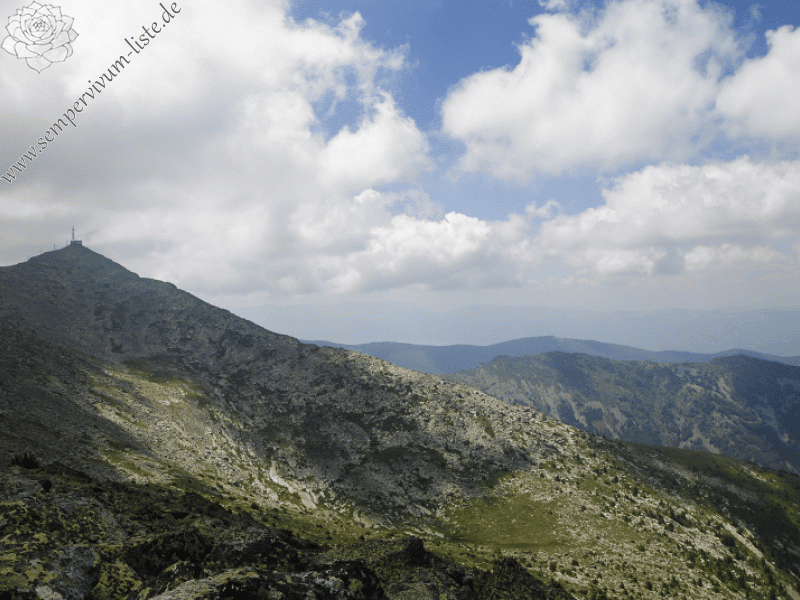 ciliosum ssp. octopodes from Stiv (Gipfel)