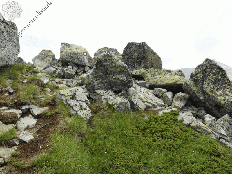 ciliosum ssp. octopodes from Stiv (Gipfel)