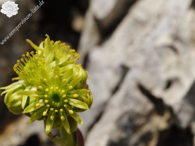 ciliosum ssp. ciliosum (galicicum) from Magaro, NO Abhang